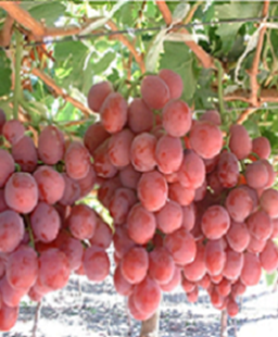 KỸ THUẬT TRỒNG VÀ CHĂM SÓC CÂY NHO